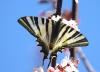 Iphiclides feisthamelii